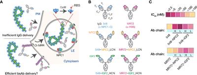 Two Distinct Lysosomal Targeting Strategies Afford <mark class="highlighted">Trojan Horse</mark> Antibodies With Pan-Filovirus Activity